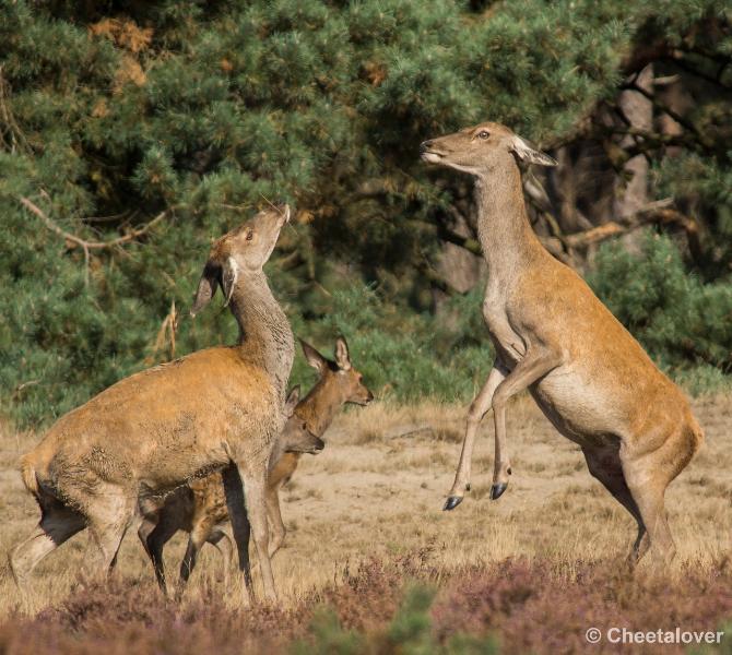 _DSC0176 kopie.JPG - Nationaal Park De Hoge Veluwe